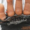 Black-Vampire-Sharp-Devil-Toothed-Fist-Knuckle-Duster-Sturdy-Close-Combat-Melee-Weapon-India
